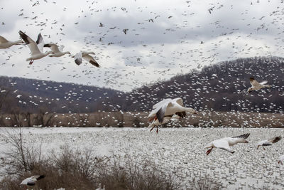 Flock of birds flying over snow during winter