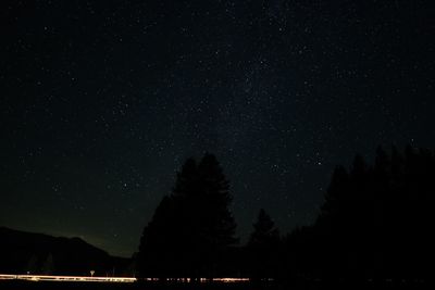 Silhouette trees against star field at night