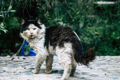 Cat standing in a field