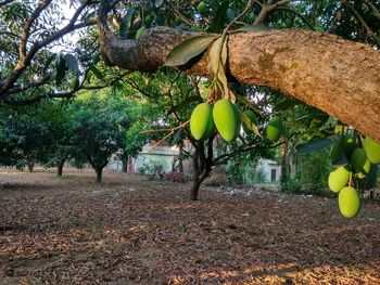 Fruits growing on tree