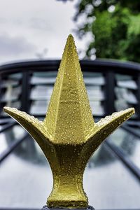 Close-up of wet plant against sky