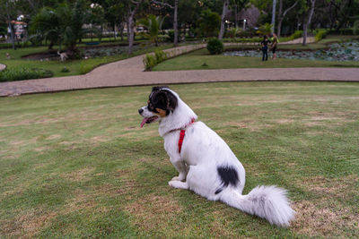 Side view of dog in park