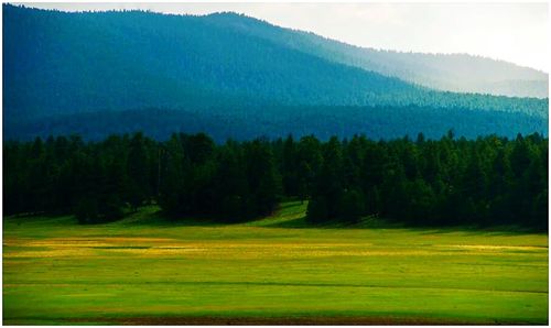 Scenic view of grassy field