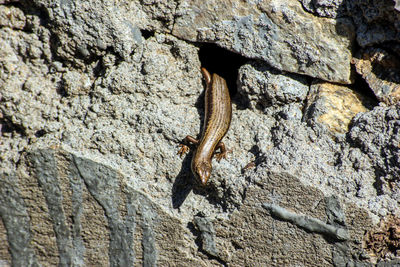 Low angle view of a lizard on rock