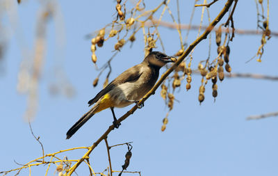 Low angle view of bird perching on branch