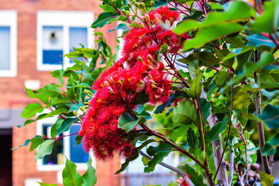 Close-up of red flowering plant