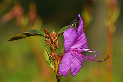 Close-up of butterfly on purple flower