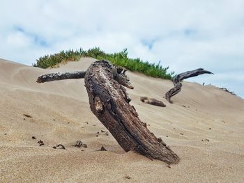 Close-up of dried plant on sand