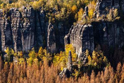 Trees growing in forest