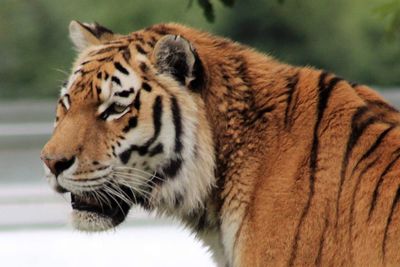Close-up of tiger