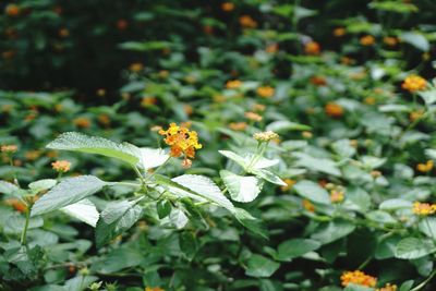 Close-up of yellow flowering plant