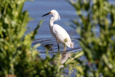 Great egret perching on a lake