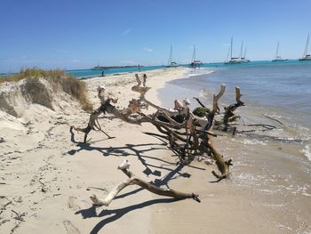 Close-up of tree by sea against clear sky