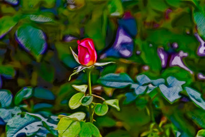 Close-up of multi colored flowering plant