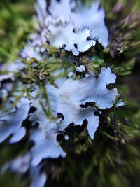 Close-up of flower growing on tree