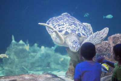 Boys looking turtle swimming in aquarium