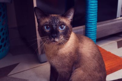 Portrait of cat sitting at home
