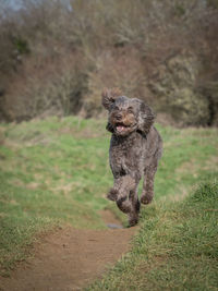 Dog running on field