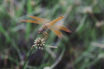 Close-up of insect on flower