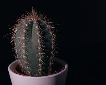 Close-up of cactus plant against black background