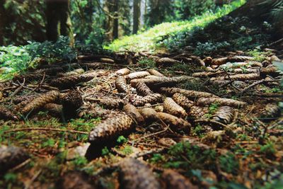 Close-up of tree trunk in forest