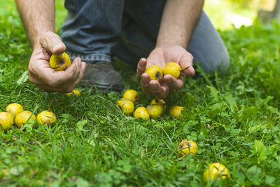 Midsection of man holding fruits growing on plant