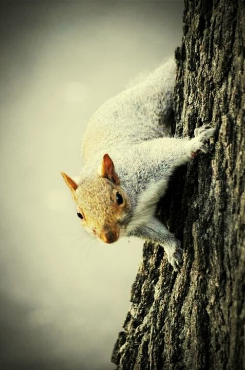 animal themes, one animal, animals in the wild, bird, wildlife, tree trunk, close-up, perching, clear sky, nature, beak, branch, tree, focus on foreground, animal head, wood - material, full length, squirrel, low angle view, day