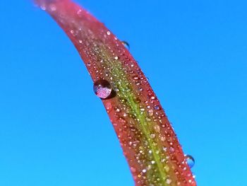 Close-up of wet leaf against blue sky
