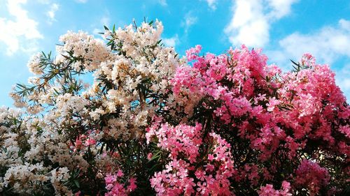 Low angle view of pink flowers on tree