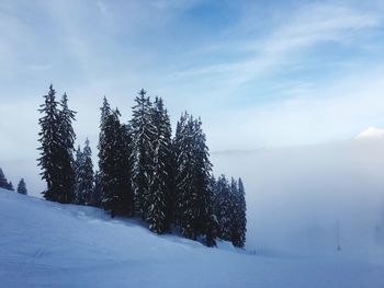 Pine trees on snow covered land against sky