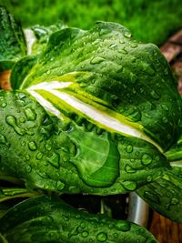 Close-up of wet green leaves