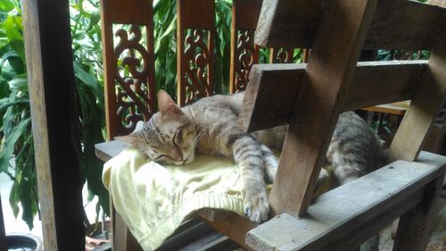 Cat sleeping on chair