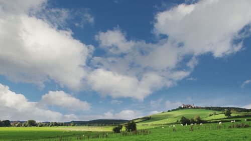 Cows grazing on field against sky