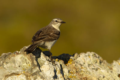 Close-up of bird perching on rock