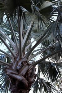 Low angle view of trees