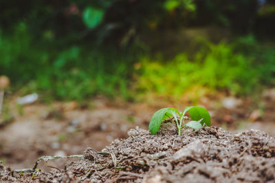 Close-up of small plant growing on field