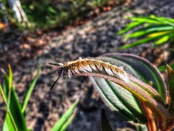 Close-up of bee on plant