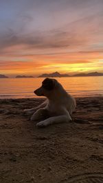 Dog on beach during sunset