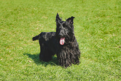 Black dog on field