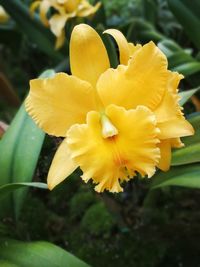 Close-up of yellow flower blooming outdoors