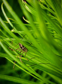 Close-up of insect on plant spider