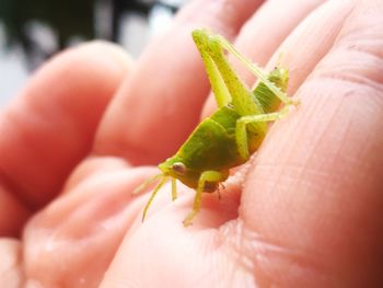 Close-up of hand holding insect