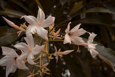 Close-up of white flowering plant