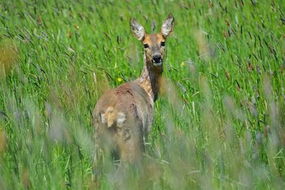 Portrait of deer on field