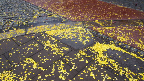 Close-up of yellow autumn tree