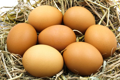 Close-up of eggs in nest
