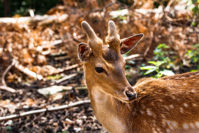 Close-up portrait of deer