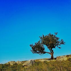 Tree on field against clear blue sky