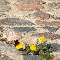 Yellow flowers on rock