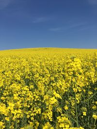 Scenic view of oilseed rape field against sky